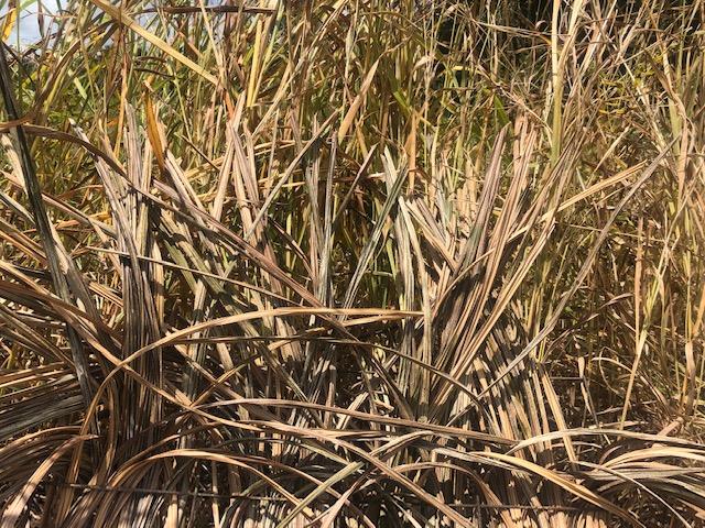 Blind Grass EZ weave panel photo
