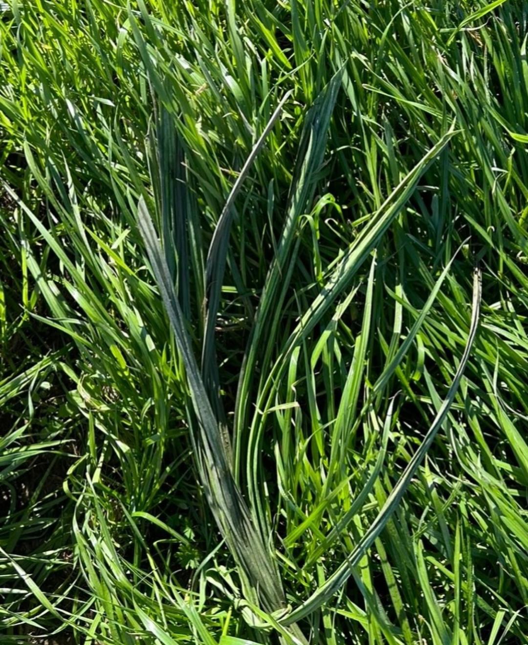 8 lbs. Synthetic BundleGrass (FallBlend is currently out of stock)