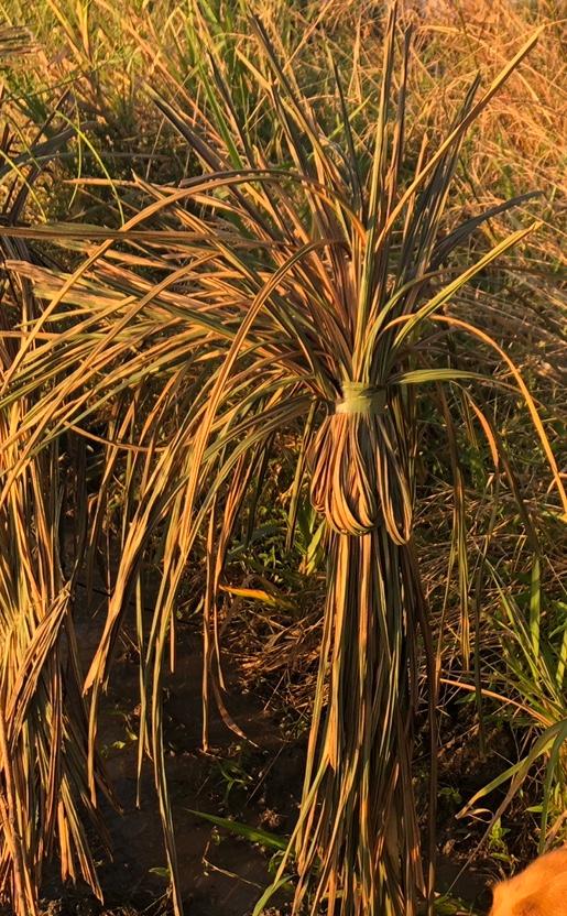 BundleGrass Synthetic Hunting Grass