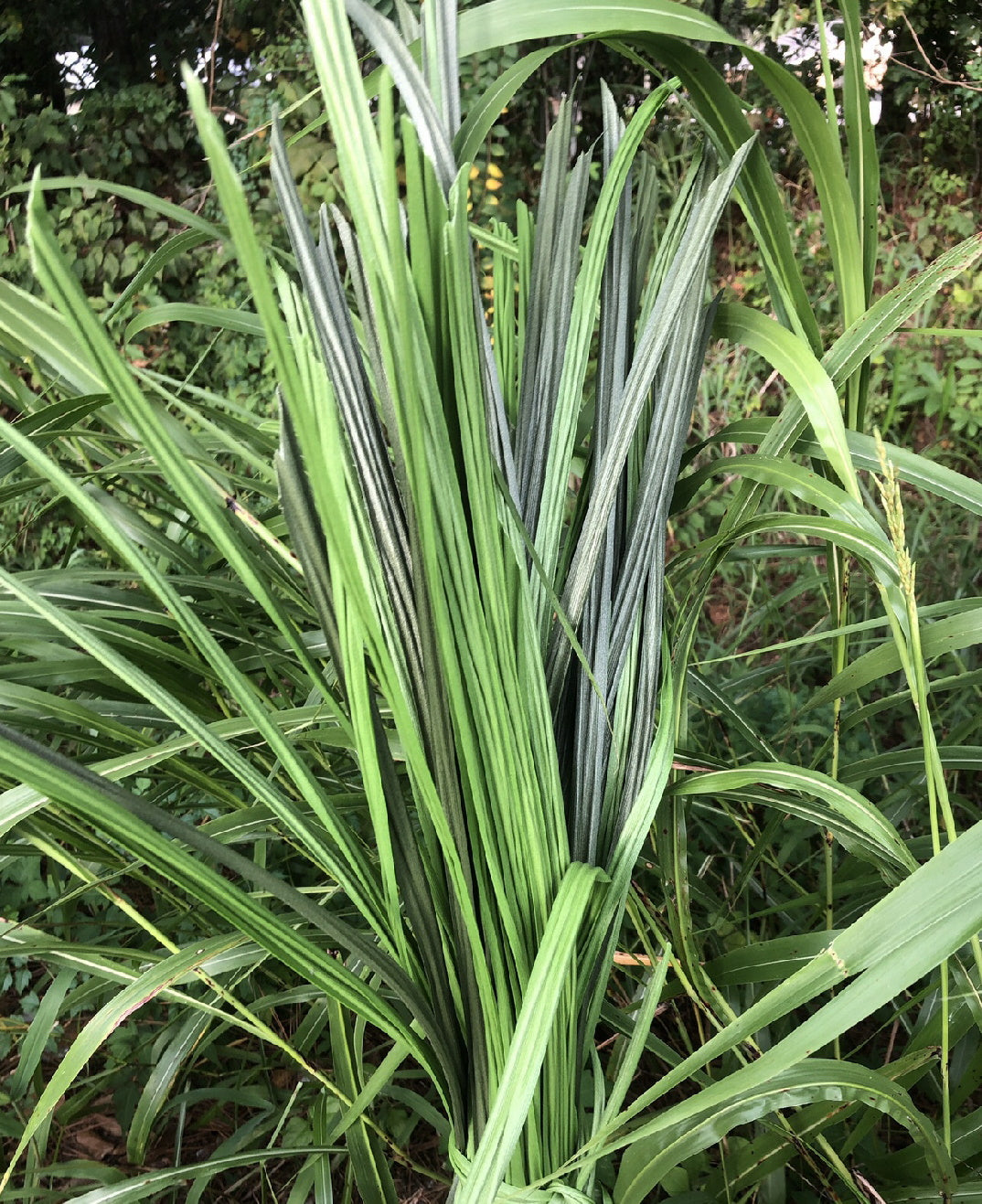 20 lbs. Synthetic BundleGrass - Currently Out of Stock on Fall Blend and Timber Bundle Grass New Stock Returning Late October
