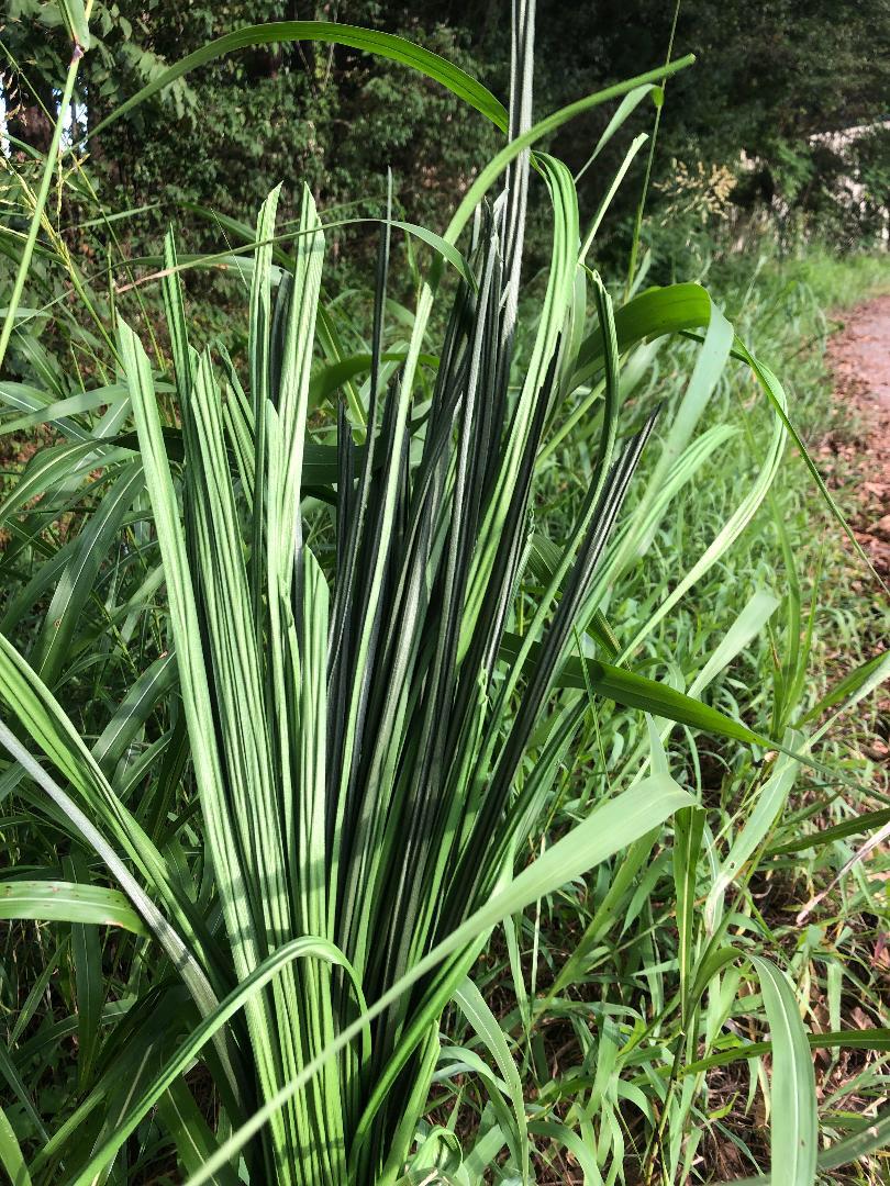 BundleGrass Synthetic Hunting Grass - WinterGreen color