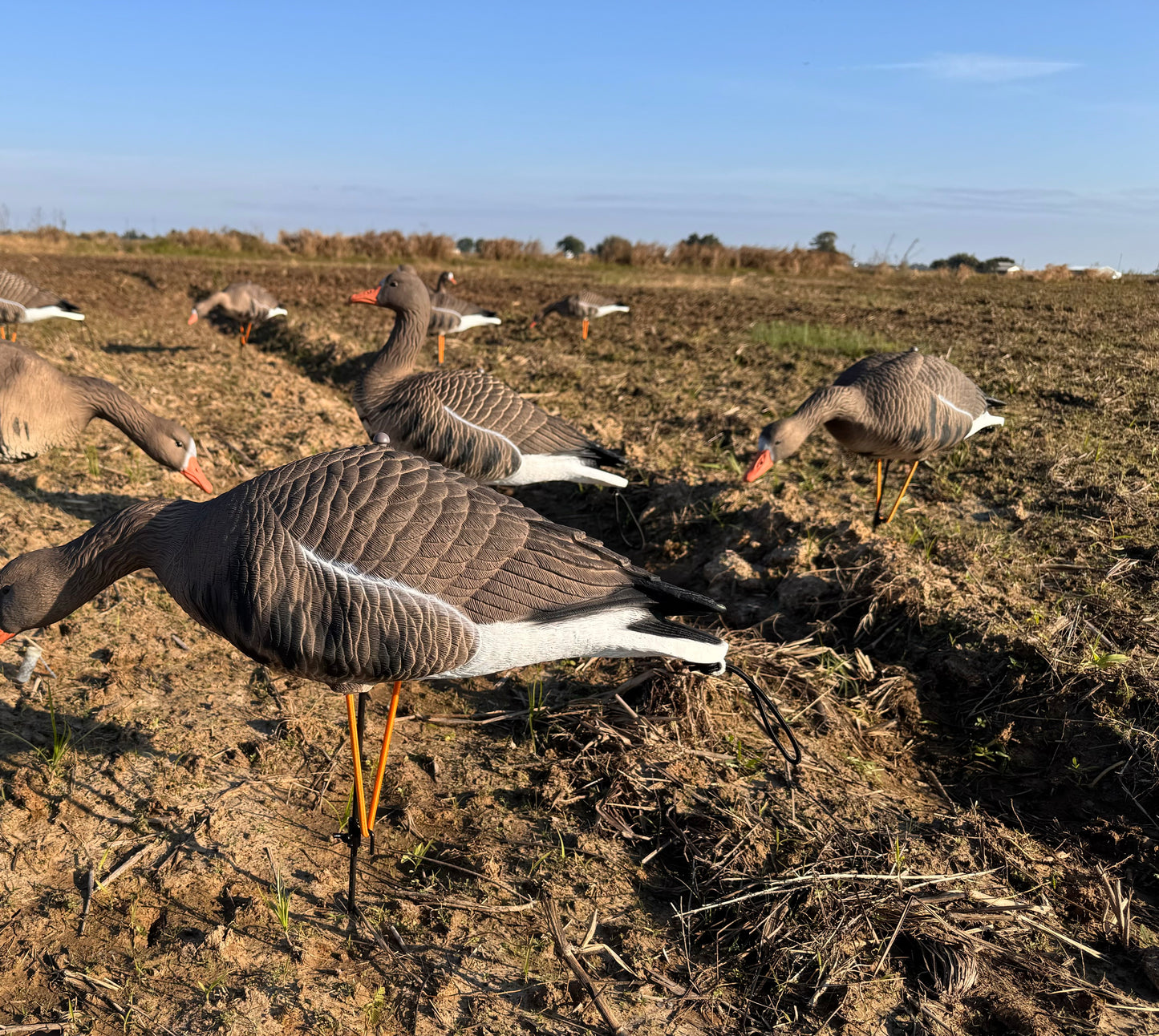 Light’N’Load ‘Dark Side’ Specklebelly Decoys (12 Pack)