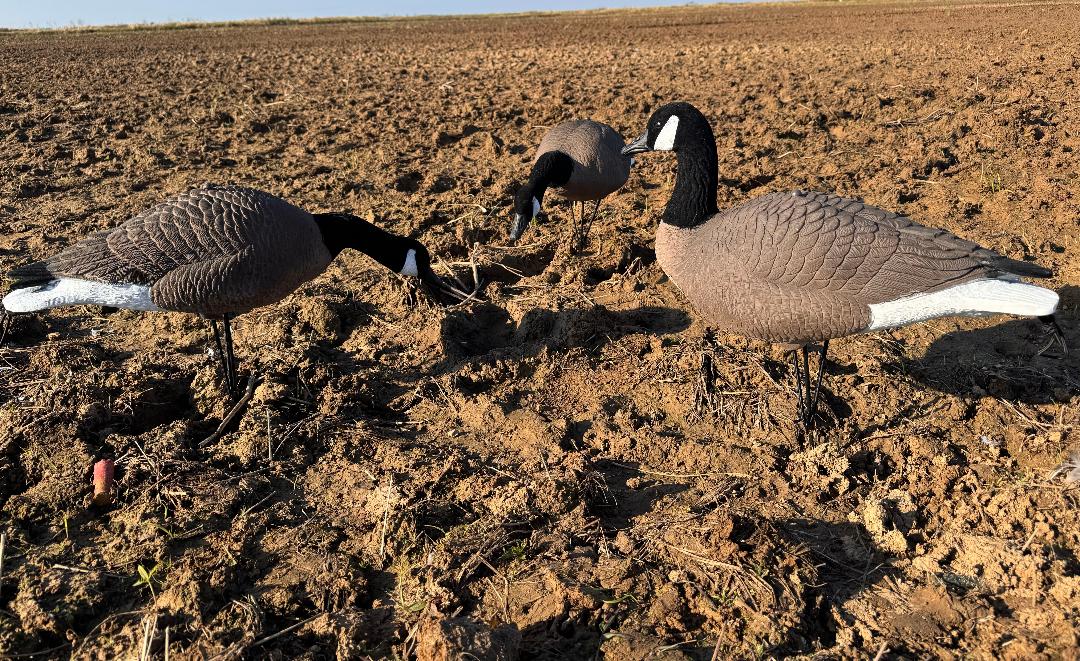 Light’N’Load Full-body Canada Geese Decoys with Flocked Head (12 Pack)