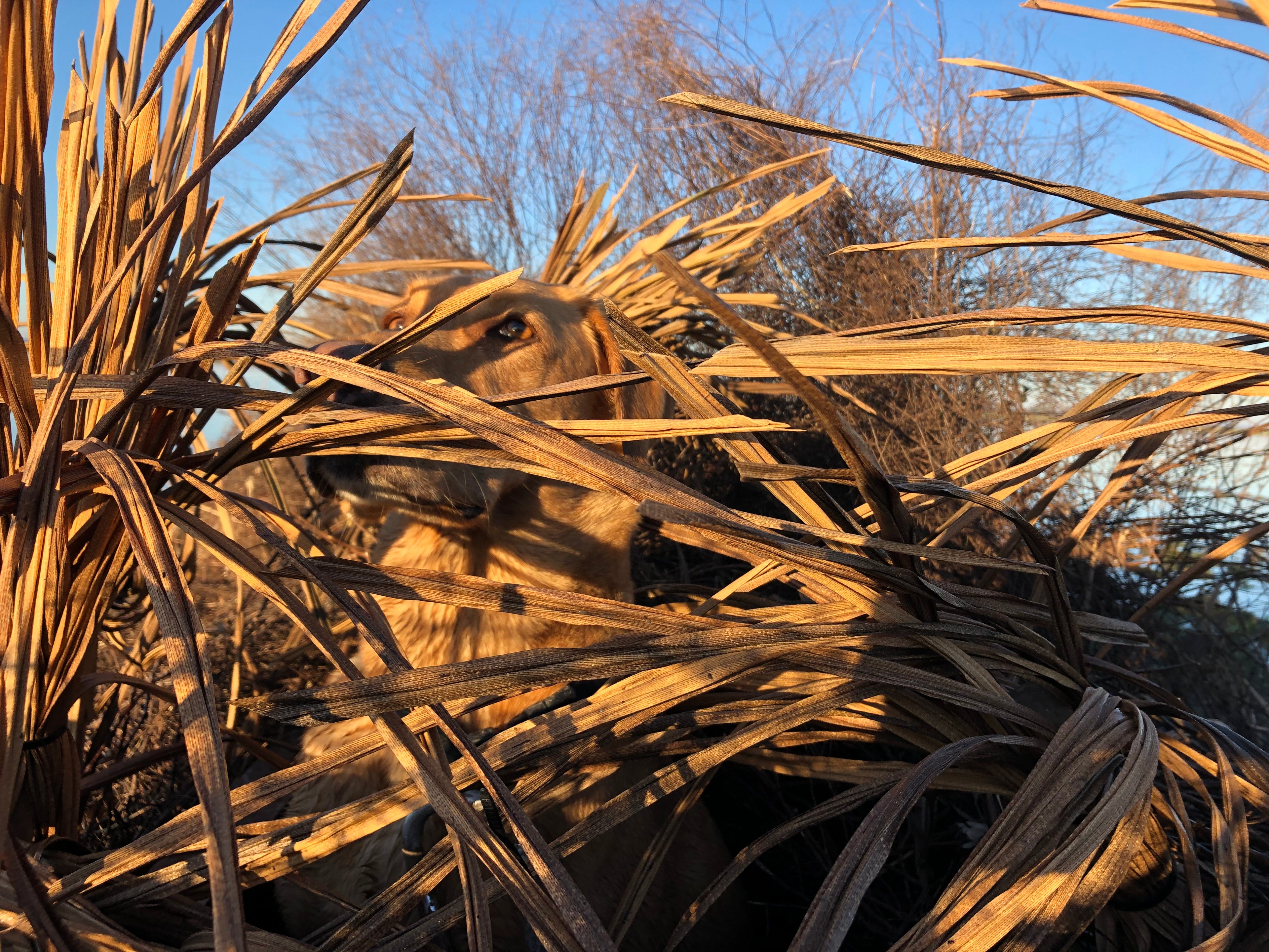 48x20' Grass Duck Blind Roll – Duckhuntinggrassblinds