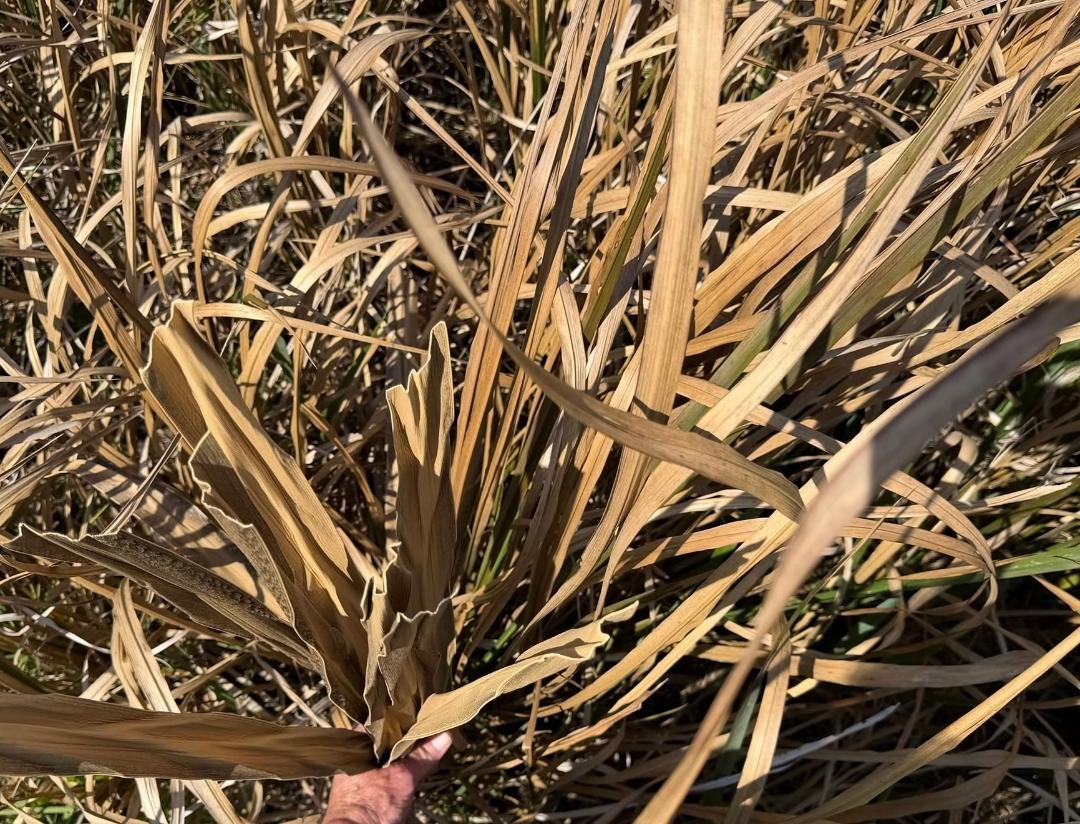 Illusion Synthetic Illusion BundleGrass