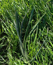 Load image into Gallery viewer, 8 lbs. Synthetic BundleGrass (Please see below: Rice/Corn/JohnsonGrass and FallBlend are currenly out of stock)