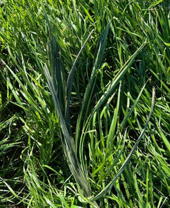 8 lbs. Synthetic BundleGrass (Please see below: Rice/Corn/JohnsonGrass and FallBlend are currenly out of stock)