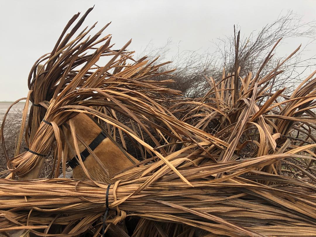 Grass for clearance duck blind