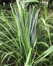 Load image into Gallery viewer, 8 lbs. Synthetic BundleGrass (Please see below: Rice/Corn/JohnsonGrass and FallBlend are currenly out of stock)